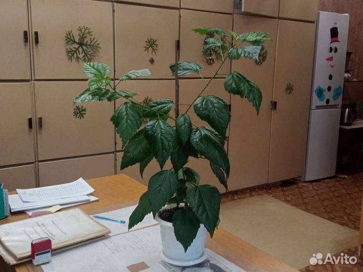 Гибискус китайская роза