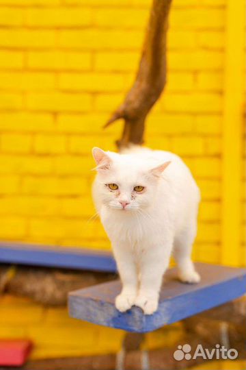 Кошка в дар