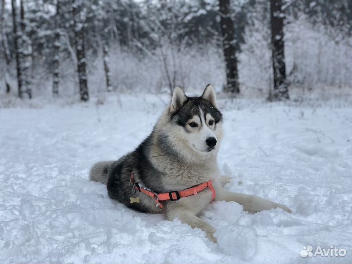 Щенки сибирской хаски