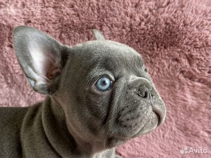 Французский бульдог лиловый с ношением изабеллы