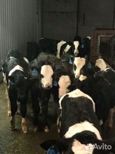 Бычки и телята