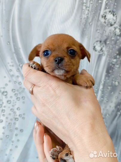 Щенки чихуахуа