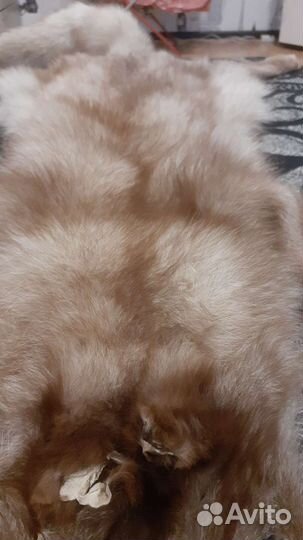 Шкура песца