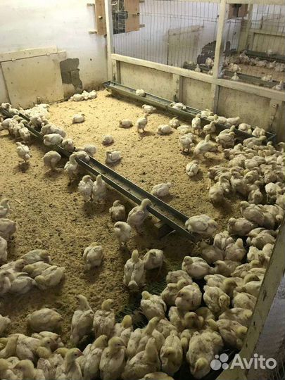 Продажа птицы