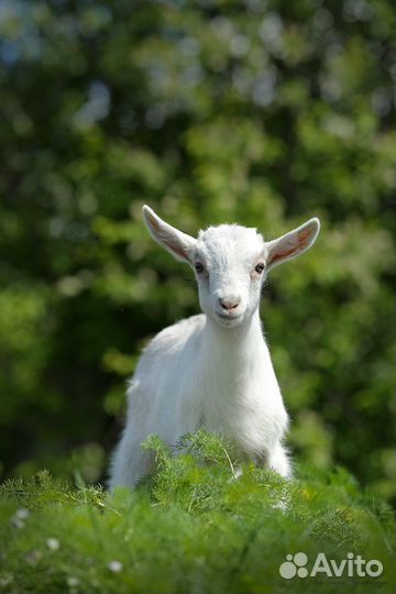 Козочки заано-альпийские
