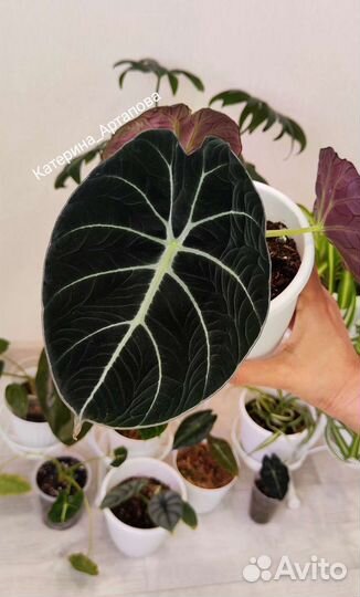 Алоказия Черный бархат