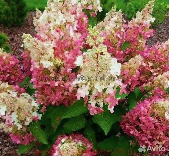 Гортензия метельчатая