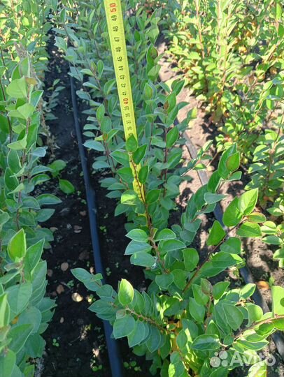 Продам кизильник блестящий