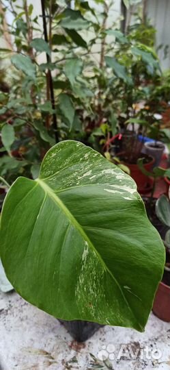 Монстера альба