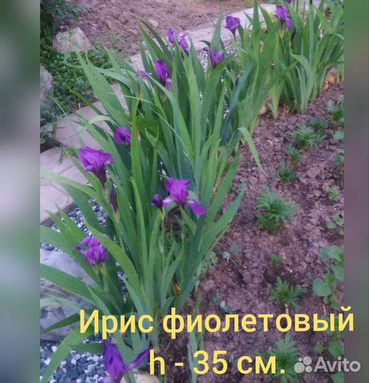 Многолетники сине-голубые