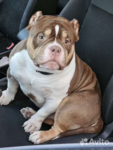 Вязка Американский булли