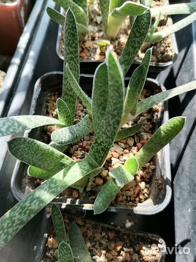 Суккуленты