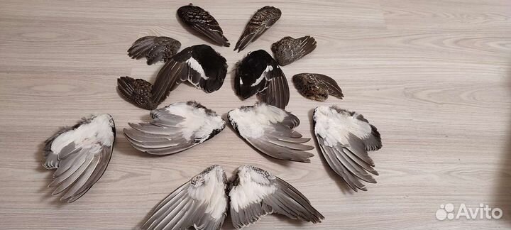 Крылья, перья птиц