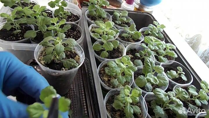 Хризантемы разные