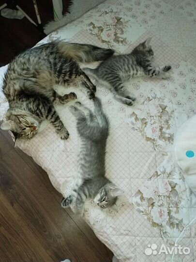 Котята в добрые руки мальчики