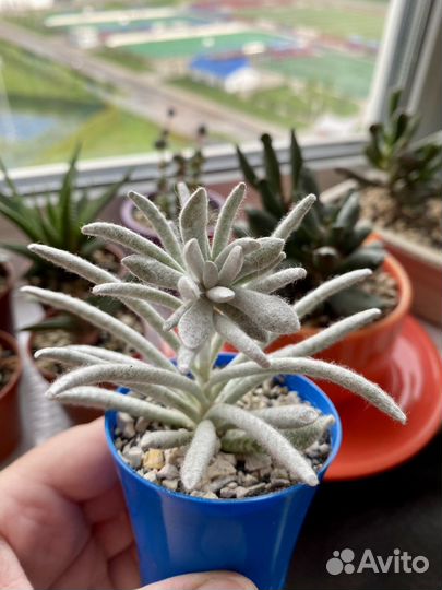 Суккуленты