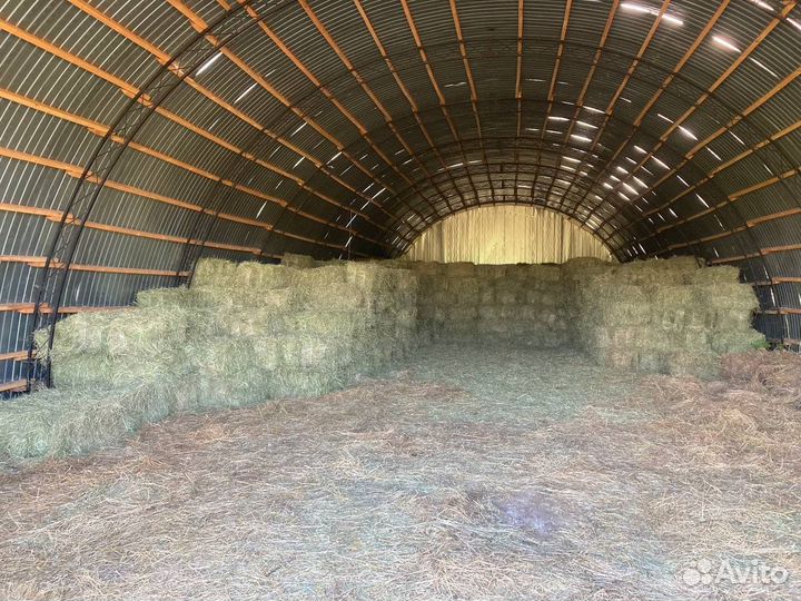 Сено свежее укос 2024