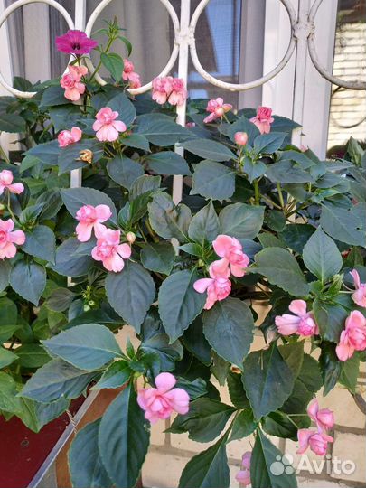 Бальзамин махровый