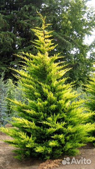 Кипарисовик Голд Райдер саженцы