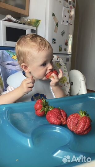 Рассада клубники Машенька (усы)