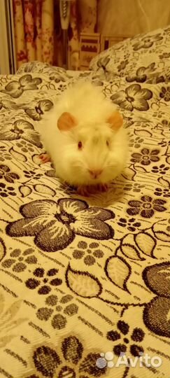 Морская свинка розетки