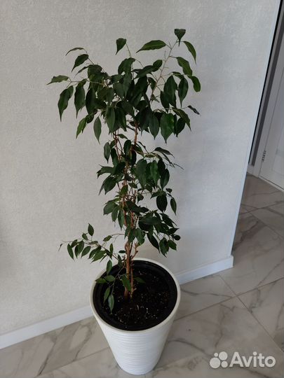 Фикус бенджамина