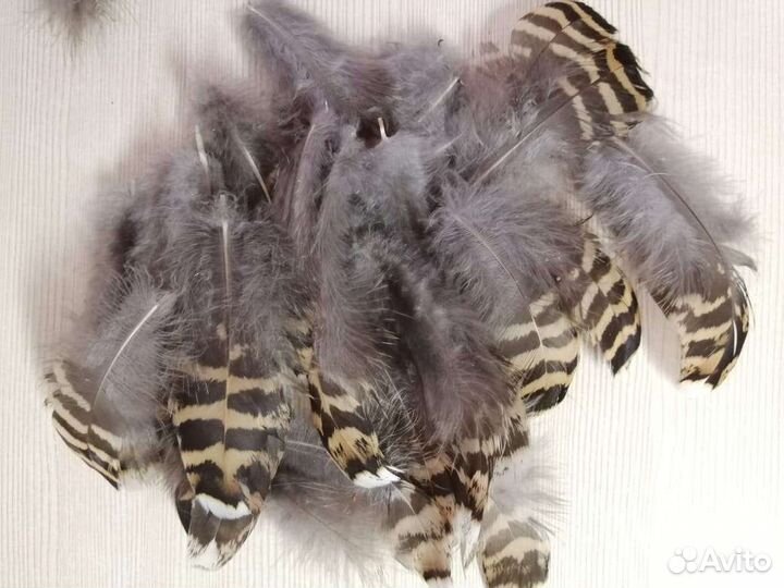 Перья капалухи