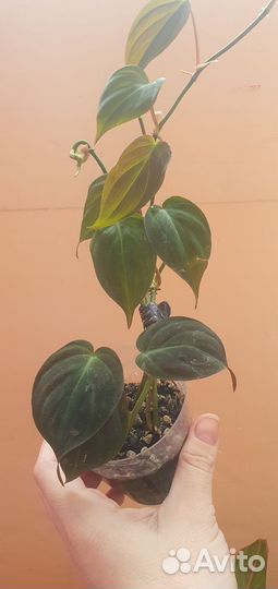 Филодендрон