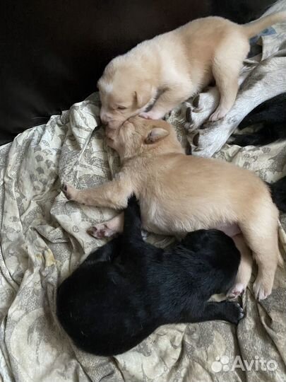 Продам щенков