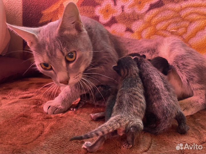 Котята курильский бобтейл