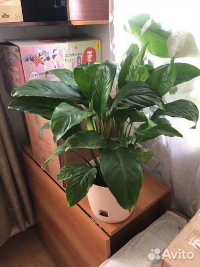 Спатифиллум