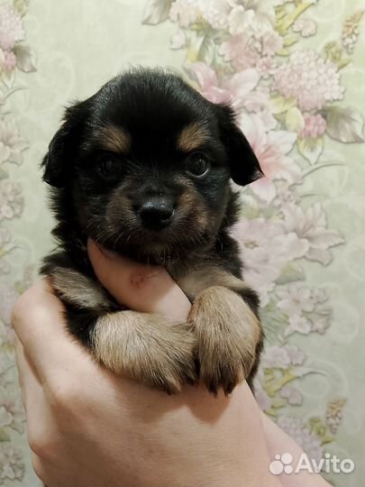 Щенок чихуахуа мальчик