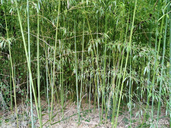 Продаю Бамбук среднего размера
