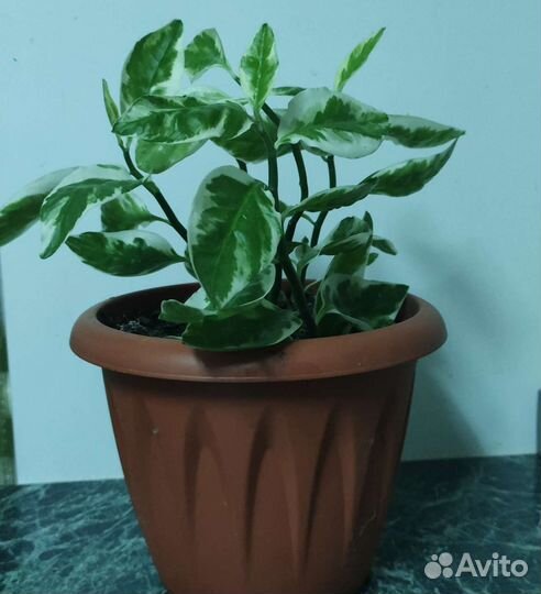 Педилантус