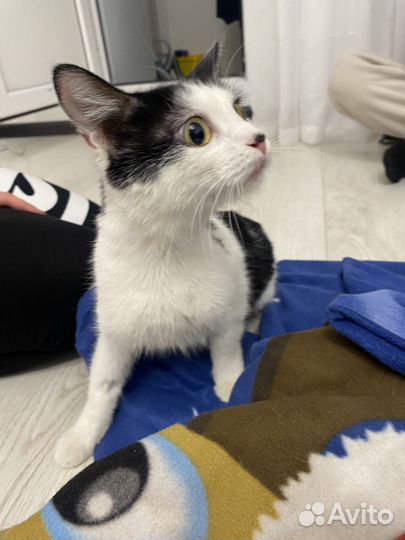 Кошка