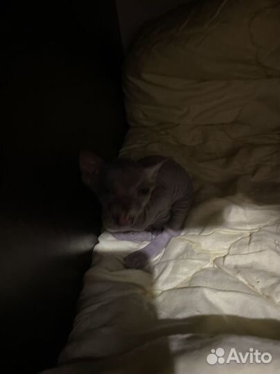Донской сфинкс котята