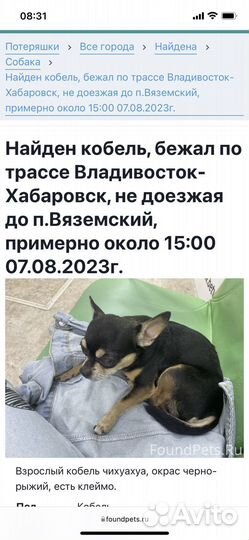 Найдена собака