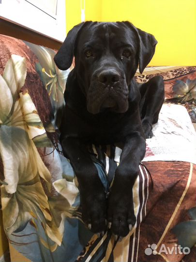 Кобель вязка Кане Корсо