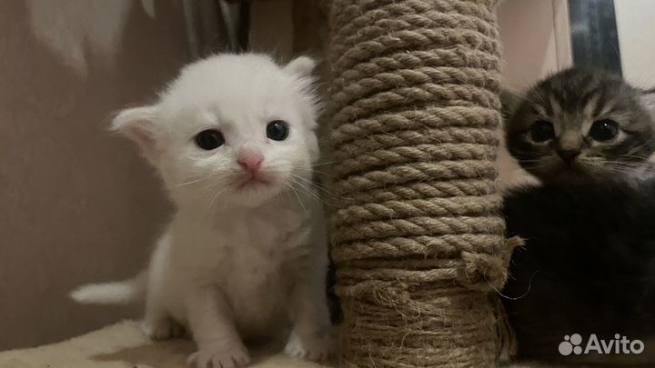 Британские котята