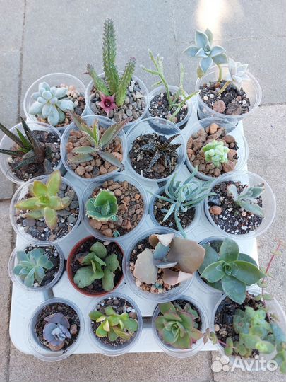 Суккуленты, набор