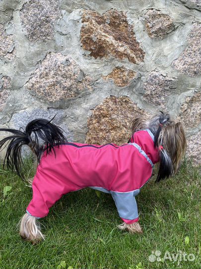 Одежда для собак
