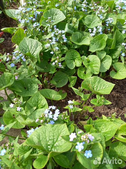 Незабудки