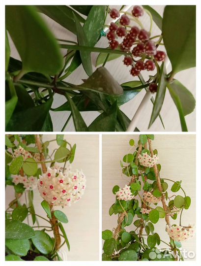 Хойя, Дисхидия и другие