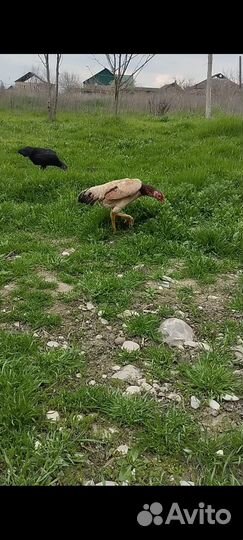 Бойцовая птица