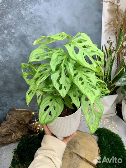 Монстера Адансона