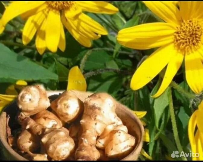 Топинамбур