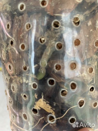 Орхидея фаленопсис грандифлора