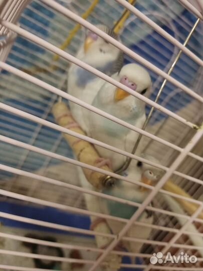 Волнистый попугай