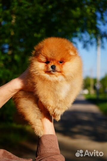 Померанский мимишка