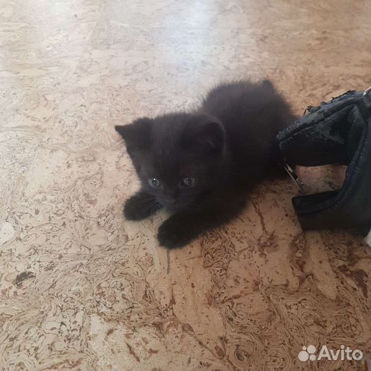 Черный котенок в добрые руки приучен к лотку